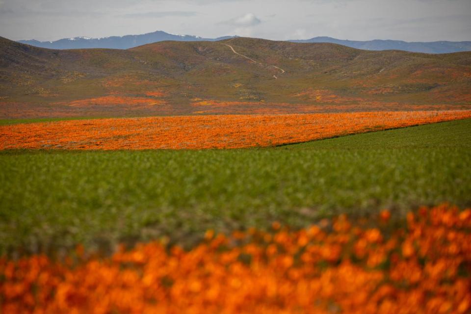 Fields of California Poppies outside the Antelope Valley California Poppy Reserve State Natural Reserve.