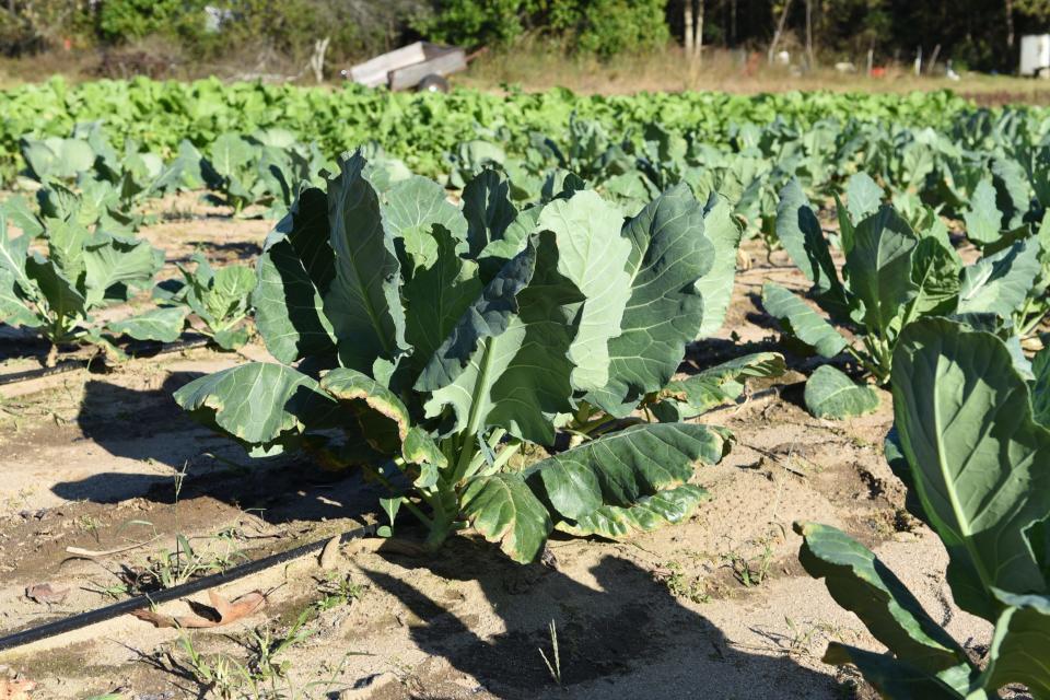 Collards are a favorite of garden columnist Betty Montgomery.