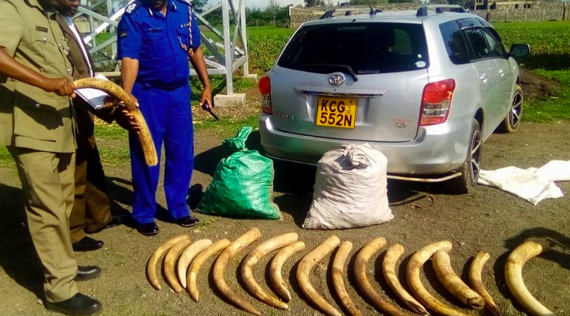 Kenya Wildlife Service seized these elephant tusks as part of the month long operation. (INTERPOL)