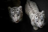 The blue-eyed rare triplet cubs were born nearly three months ago at the Yunnan Wildlife Zoo