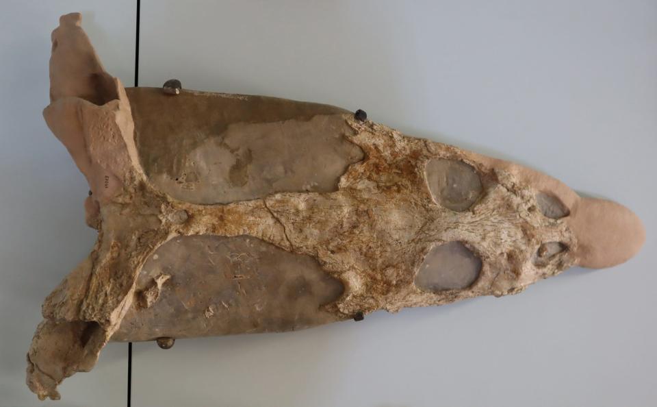 A mostly intact Tanystropheus skull, discovered by the scientists.