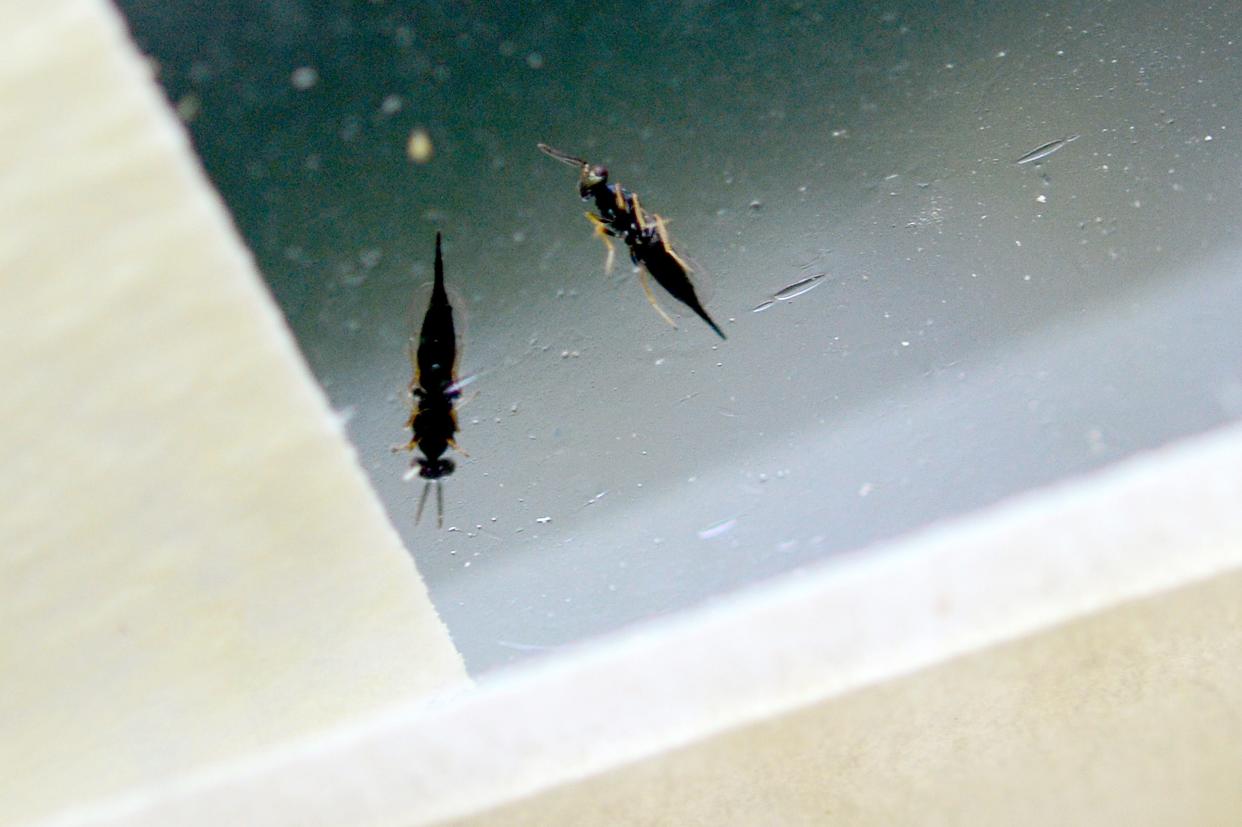 Parasitoid wasps that were raised in a lab in Michigan sit in a plastic cup ready to be released along the North Carolina and Tennessee border as an effort to fight the Emerald Ash Borer as shown in this Sept. 7, 2016, file photo from the Asheville Citizen Times.