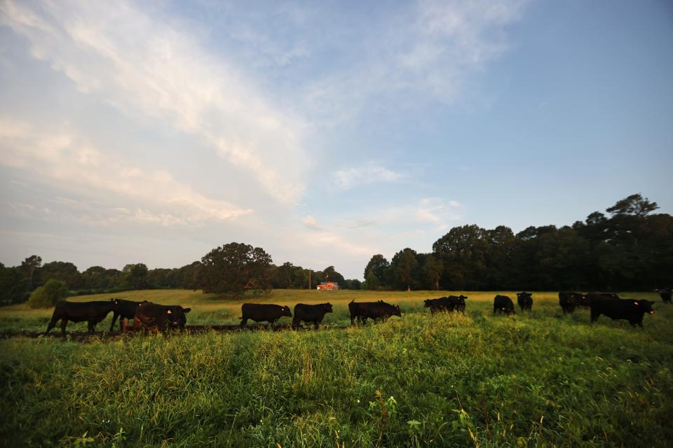 The grass-fed Angus cattle at Home Place Pastures roam over acres of land as they graze on Friday, July 23, 2021. 