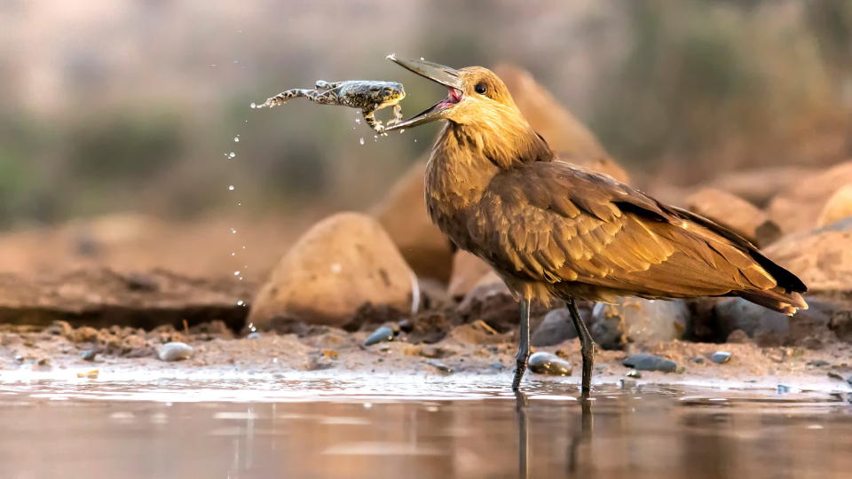 RSPCA Young Photographer Awards