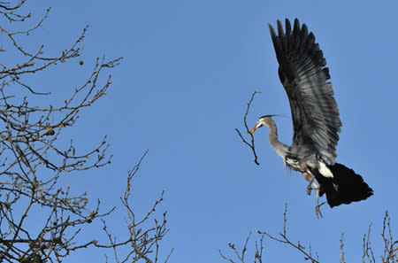 「鮮花」不如「枝條」──「愛的故事」野鳥版（張伯權攝影）