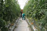 Workers inspect tomatoes in a greenhouse at Agrico, which has the country's biggest hydroponic farm, in Al-Khor