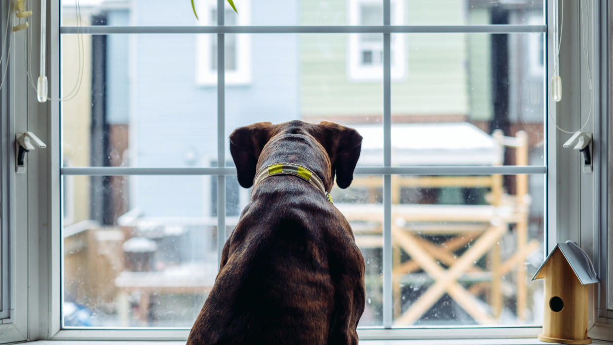  Dog barking at window 