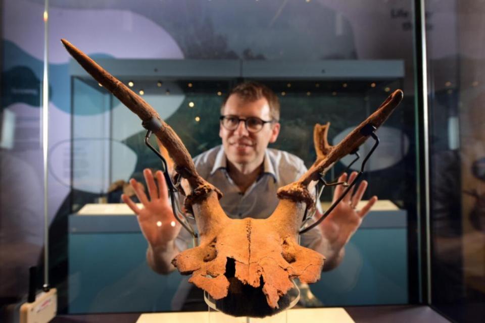 York Press: Curator Dr Andy Woods with the Star Carr headpiece at the Yorkshire Museum