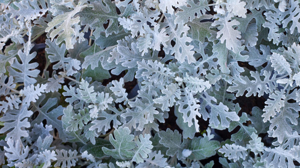 12. Dusty miller