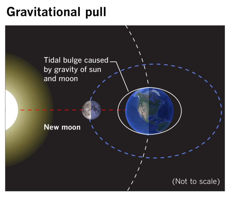Diagram showing combined gravitational pull of sun and new moon, causing tidal bulge.