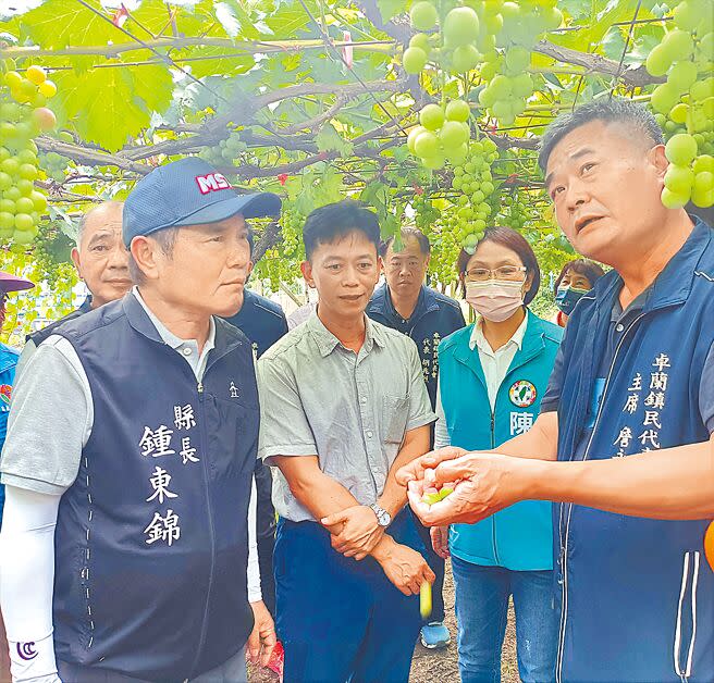 苗栗縣卓蘭鎮盛產巨峰葡萄，但今年4月開花期受到雨勢影響，各地果園出現無籽「石葡萄」現象，縣長鍾東錦（左一）29日前往勘查，盼協助農民向農委會爭取天然災害補助。（李京昇攝）