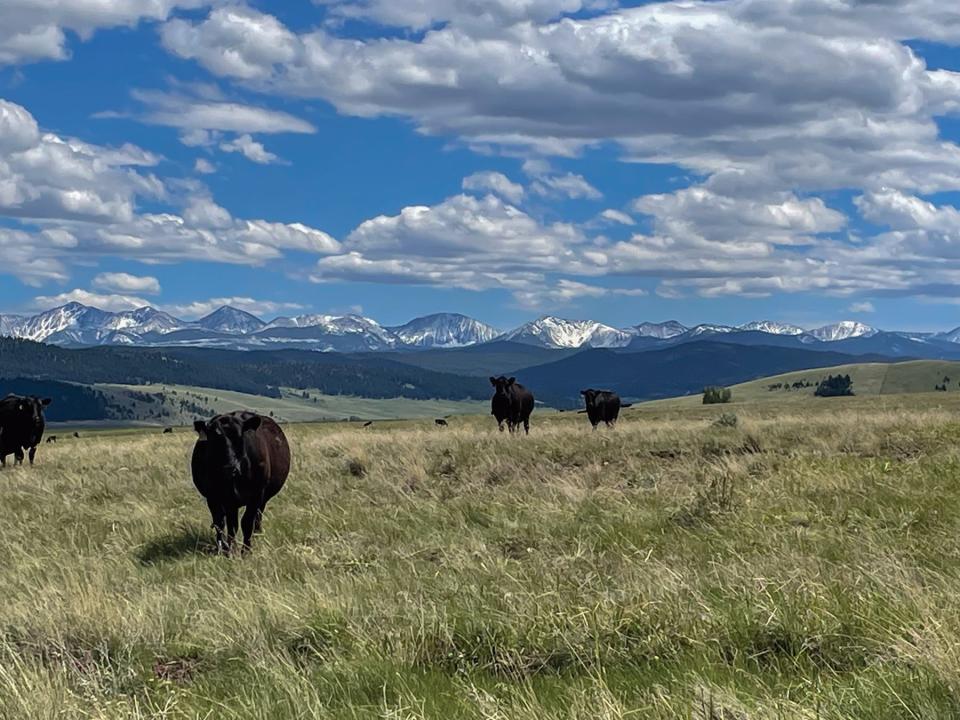 Cows on the ranch