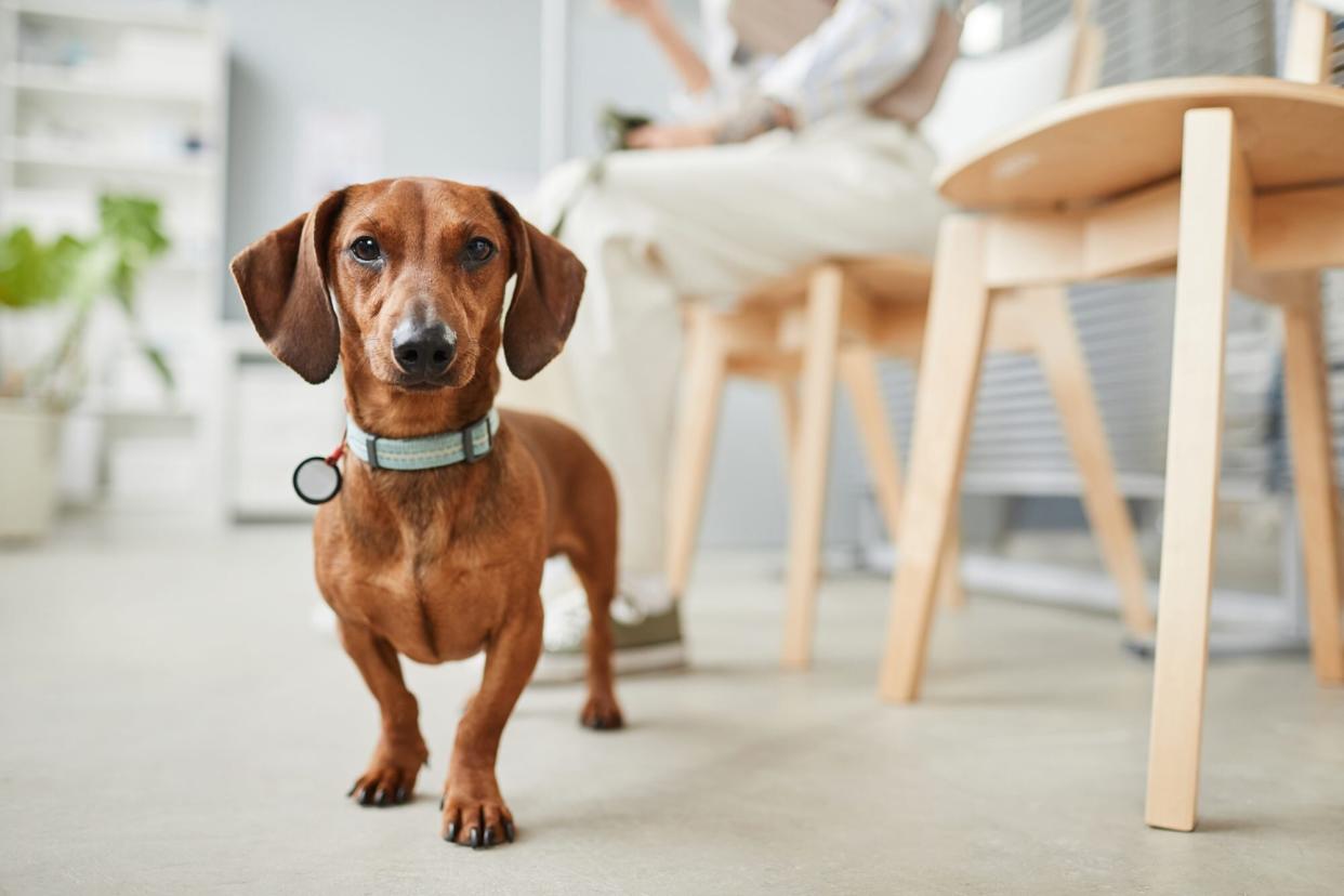 dachshund on leash; how to determine your dog's healthy weight