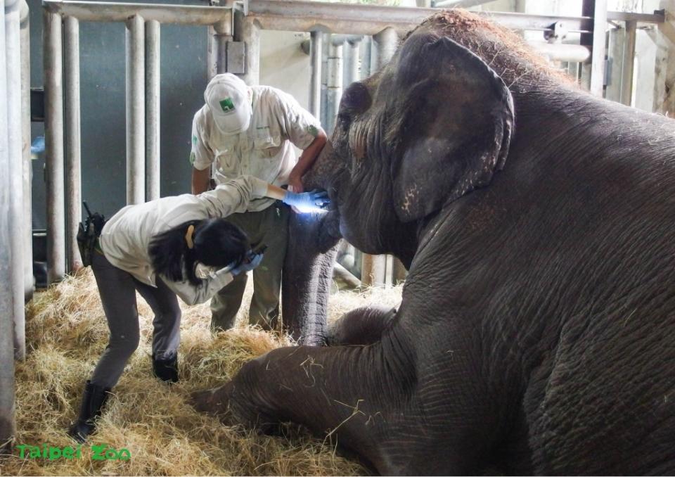 動物園亞洲象「友愷」仍食慾不振！保育員準備好料日夜緊盯集氣