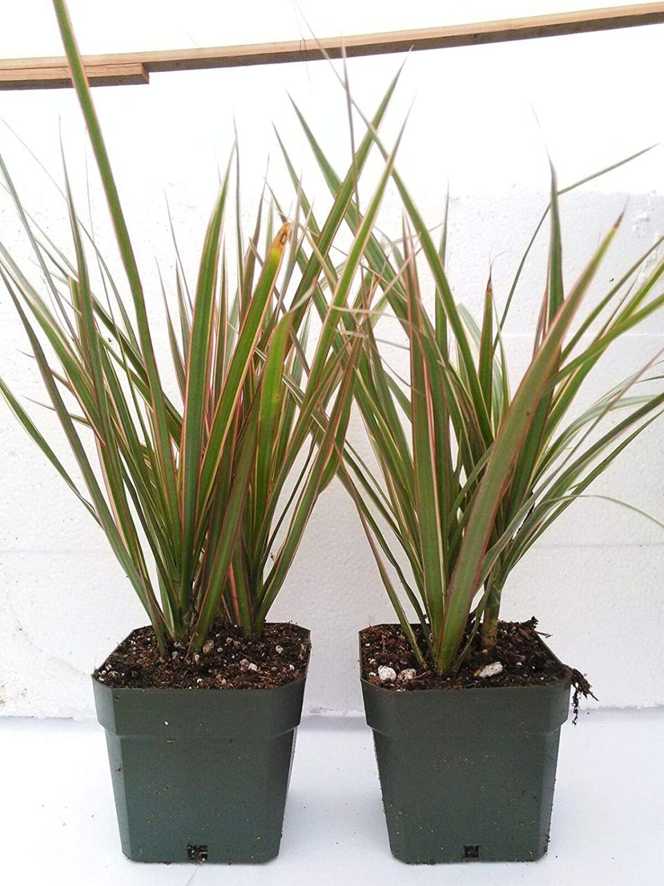 Dracaena Marginata