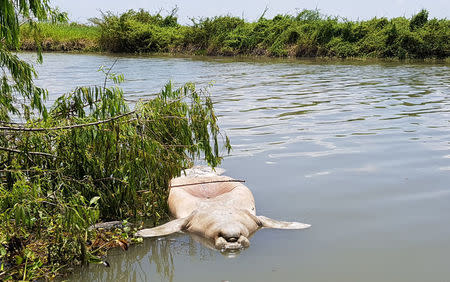 Foldable Fish Trap: A death blow to our wetlands