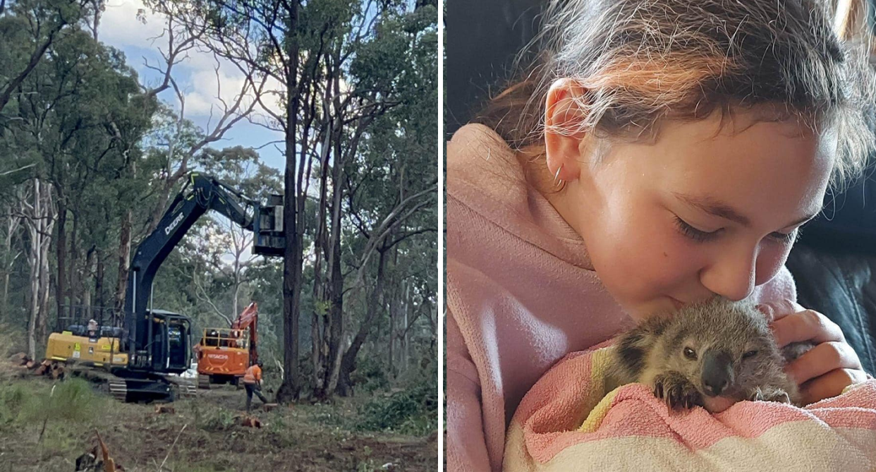 Left - a Bulldozer at the edge of Appin Road in south-west Sydney bulldozing trees. Right - 11-year-old Bianca and a koala.