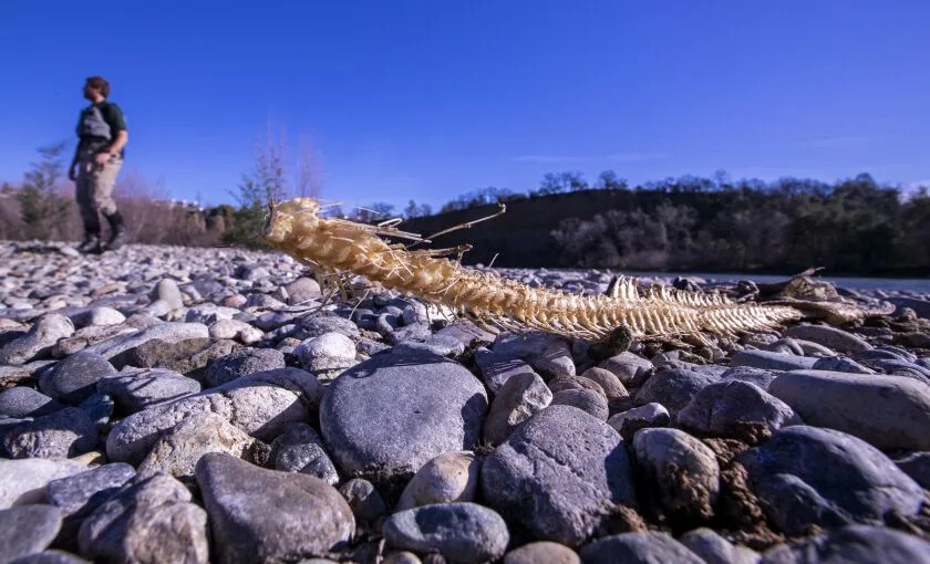 Redding, CA - January 20: A biologist stands beside the bones of a dead Chinook salmon on the banks of the Sacramento River in Redding. (Allen J. Schaben / Los Angeles Times)