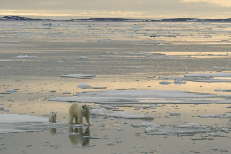 This July 2012 photo provided by Polar Bears International shows polar bears in near Svalbard, Norway. In the summertime, polar bears go out on the ice to hunt and eat, feasting and putting on weight to sustain them through the winter. They prefer areas that are more than half covered with ice because it’s the most productive hunting and feeding grounds, Amstrup said. The more ice, the more they can move around and the more they can eat. (Katharina M Miller/Polar Bears International via AP)