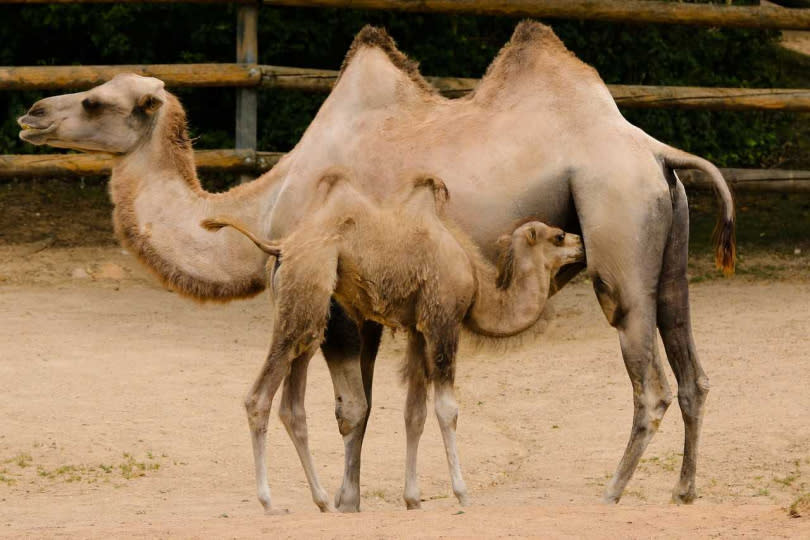 駱駝尿被中東國家民眾認為可以防掉髮，沒想到卻成吸金商品。（示意圖／翻攝自pixabay）