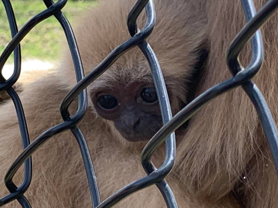 The newest addition to a family of four white-handed gibbons is drawing a lot of attention at the Magnetic Hill Zoo and Park in Moncton. He was born in February, (Kate Letterick/CBC News - image credit)