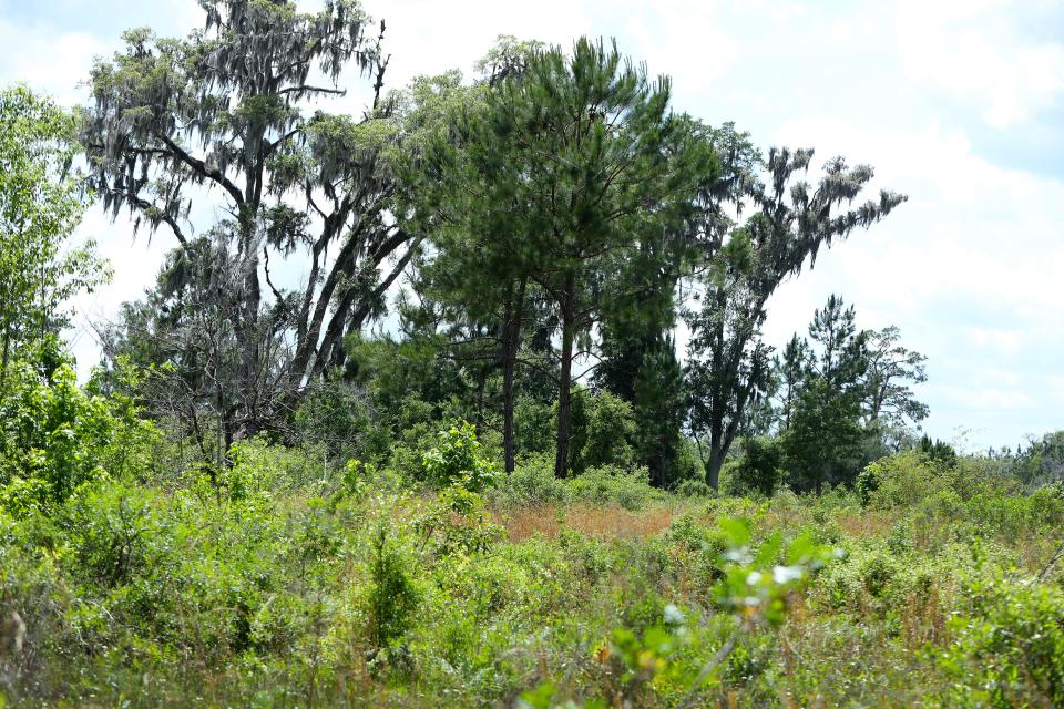 A view of the land on the Lee family property off Parker Road, part of 4,000 acres that are at the heart of a debate over development and conservation in Alachua County.