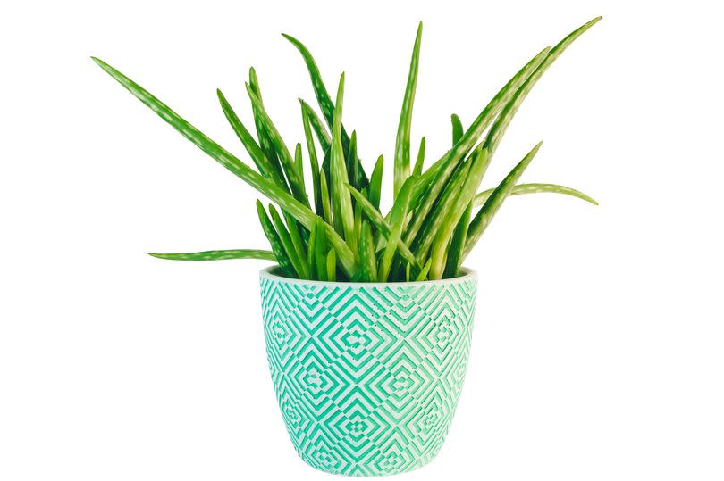 This is a stock photo of aloe vera plant. See PA Feature GARDENING Advice Sleepy. WARNING: This picture must only be used to accompany PA Feature GARDENING Advice Sleepy.