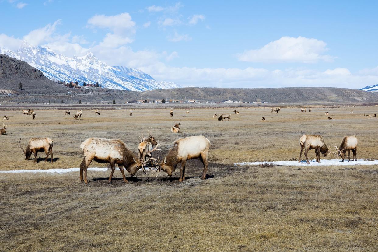 National Elk Refuge in Jackson Hole, WY