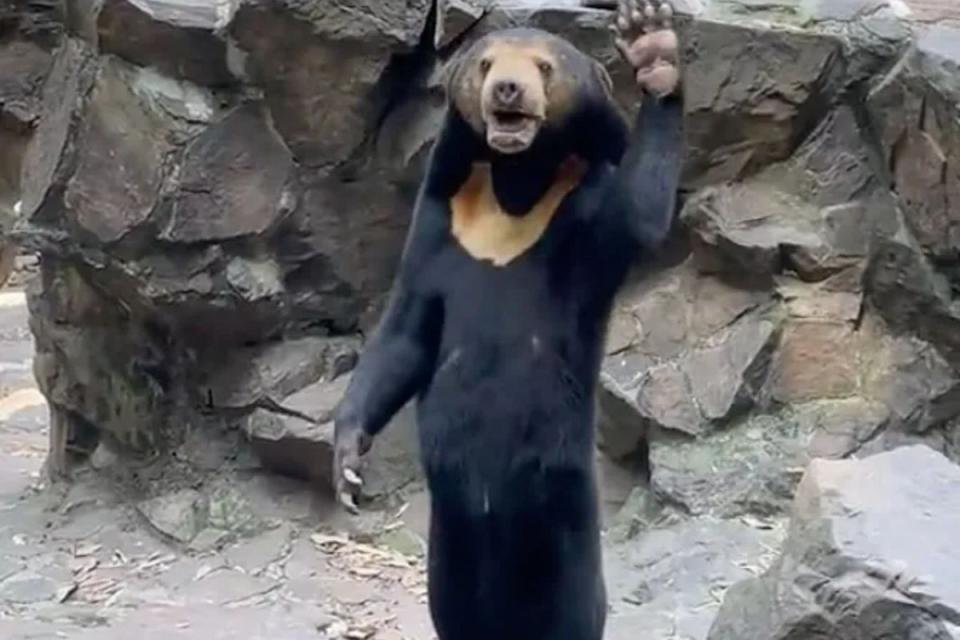 Infamous Chinese sun bear Angela waves at visitors (Twitter)