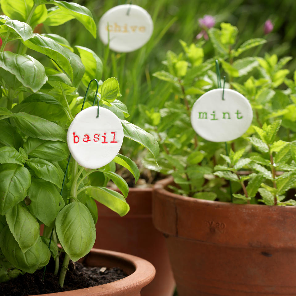 potted herbs including basil, chive and mint