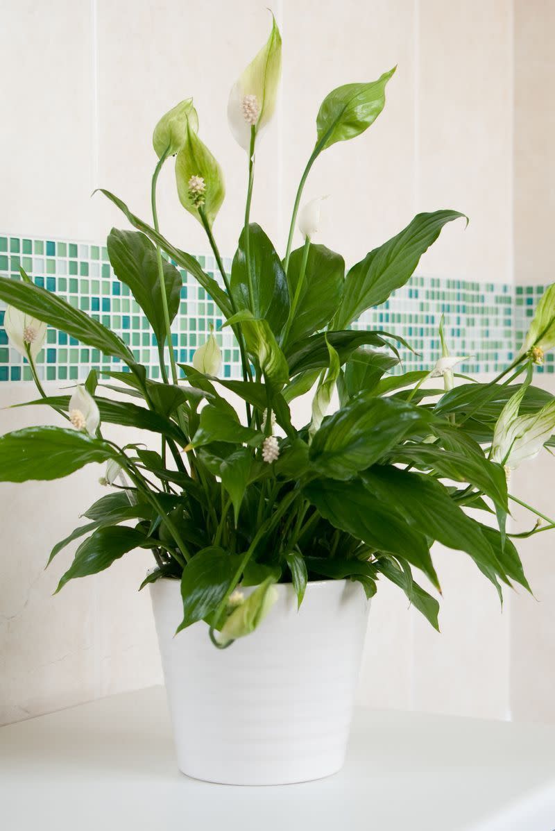 Peace Lily