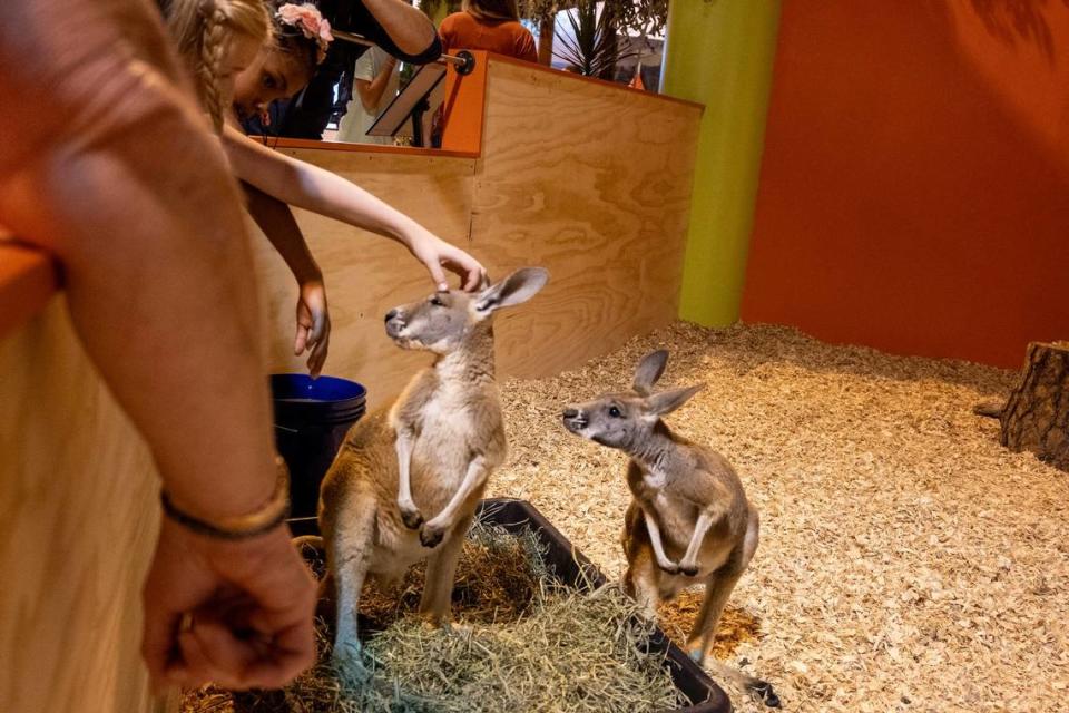 Spectators pet the Kangaroos at the Conservation Ambassadors’ “Wild Things” exhibit at the State Fair on Wednesday.