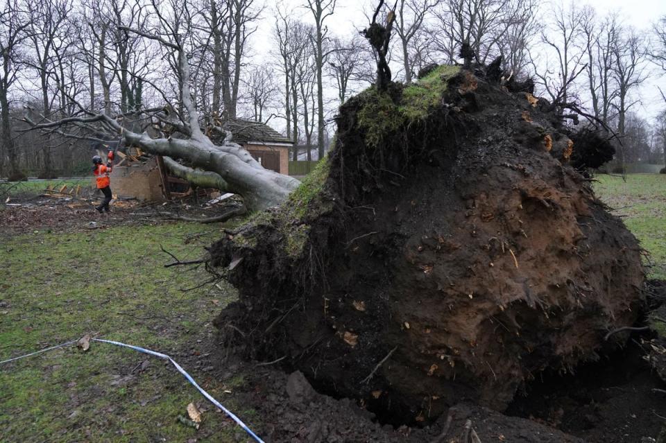 Fast gusts of wind knocking down trees are one of the greatest dangers of stormy weather (PA)