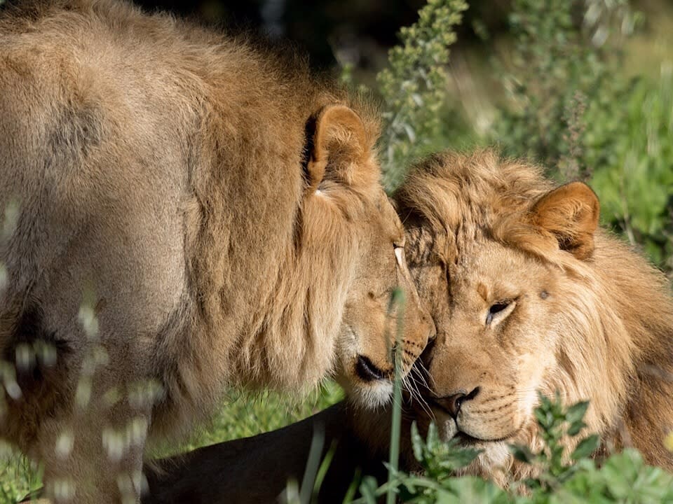 <b>Photo: Oakland Zoo/<a href="https://www.facebook.com/OakZoo/photos/a.375815720227/10161689135500228/?type=3&theater" rel="nofollow noopener" target="_blank" data-ylk="slk:Facebook;elm:context_link;itc:0;sec:content-canvas" class="link ">Facebook</a></b>