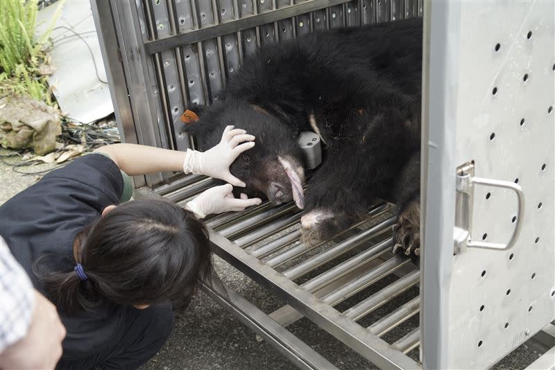  這隻東卯山大公熊兩度誤觸山豬吊陷阱受傷被救援。（圖／林務局提供）