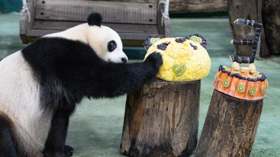 「圓寶」一掌將蛋糕推倒。（圖／台北市立動物園提供）