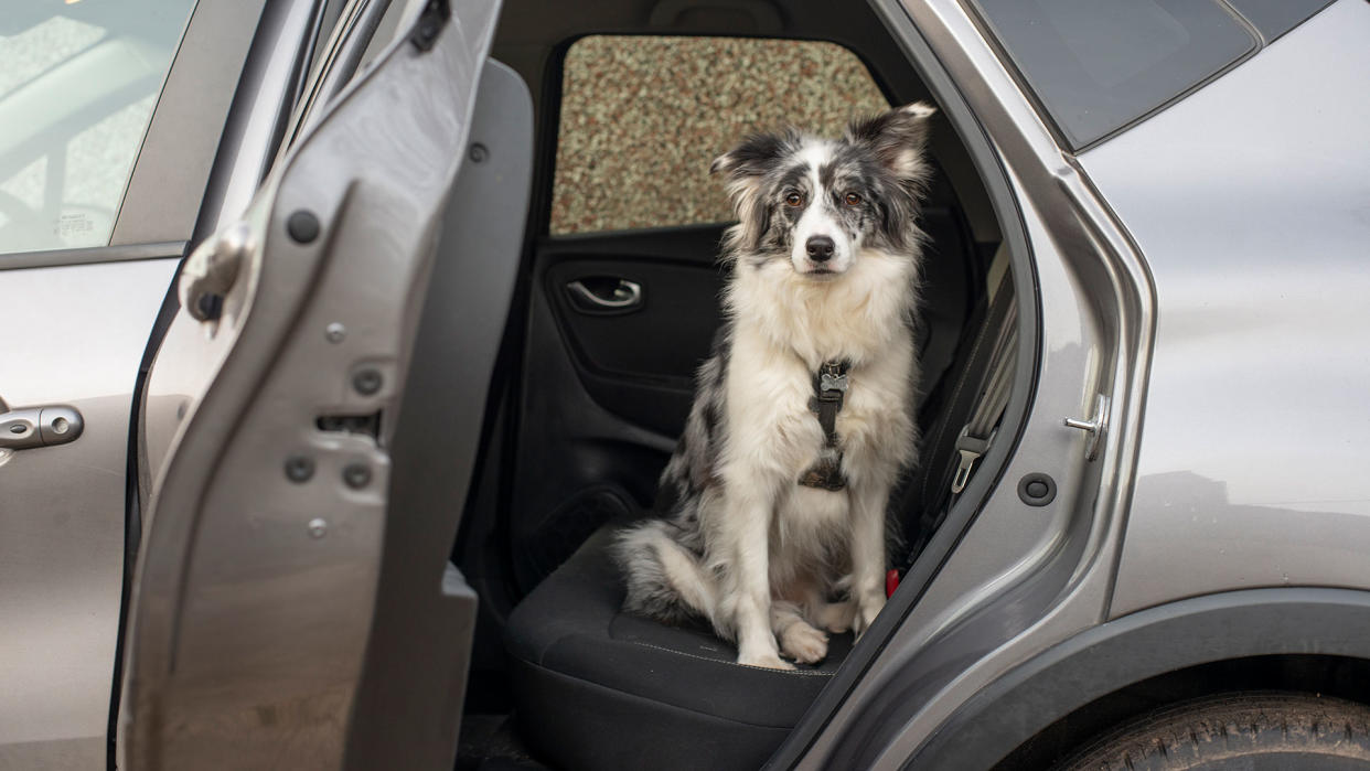  Dog sat in car 