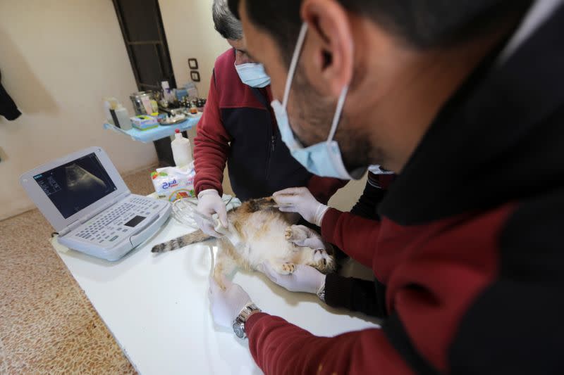 Medical workers examine a cat at a vet clinic in Ernesto's sanctuary for cats in Idlib