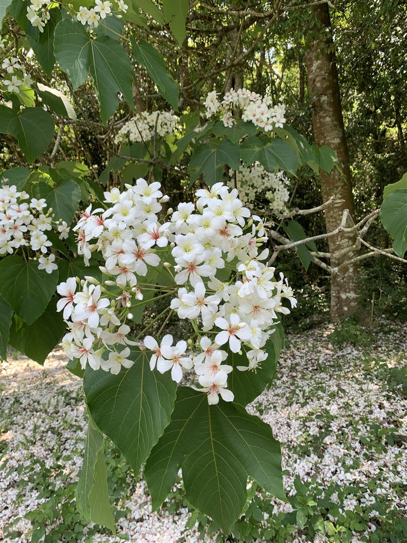 盛開的油桐花。（圖／林試所提供）