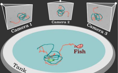 Schéma du dispositif expérimental pour observer les bancs de poissons