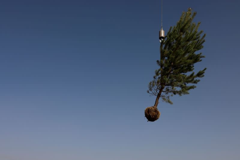 FILE PHOTO: The Wider Image: The Great Green Wall: China's farmers push back the desert one tree at a time