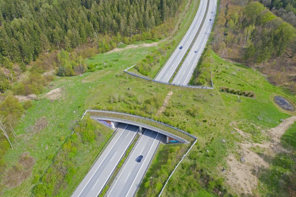 Wildlife crossings, like this vegetated bridge over a highway in Schleswig-Holstein, Germany, can connect protected land and help wildlife move across large areas. <a href="https://www.gettyimages.com/detail/news-photo/aerial-view-over-wildlife-crossing-wildlife-overpass-animal-news-photo/1404621920" rel="nofollow noopener" target="_blank" data-ylk="slk:Sven-Erik Arndt/Arterra/Universal Images Group via Getty Images;elm:context_link;itc:0;sec:content-canvas" class="link ">Sven-Erik Arndt/Arterra/Universal Images Group via Getty Images</a>