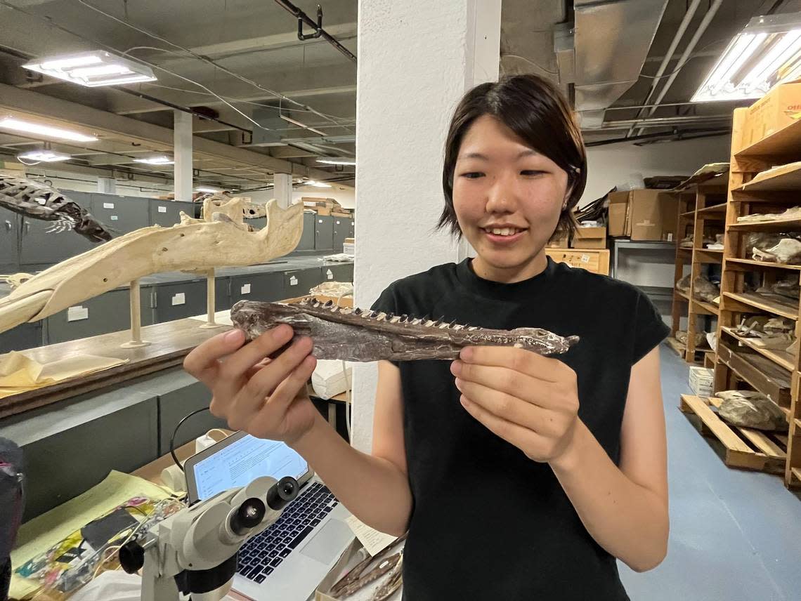 Researcher Mori Chida traveled to Hays from the University of Alberta in Canada specifically to study the Sternberg Museum’s abundance of marine fossils, such as this fish jaw.