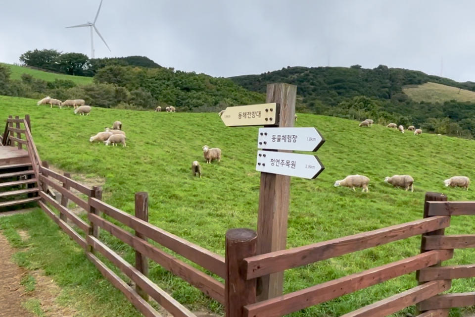 The sheep pasture next to the Lover’s Concerto Tree. (Photo: Lim Yian Lu)