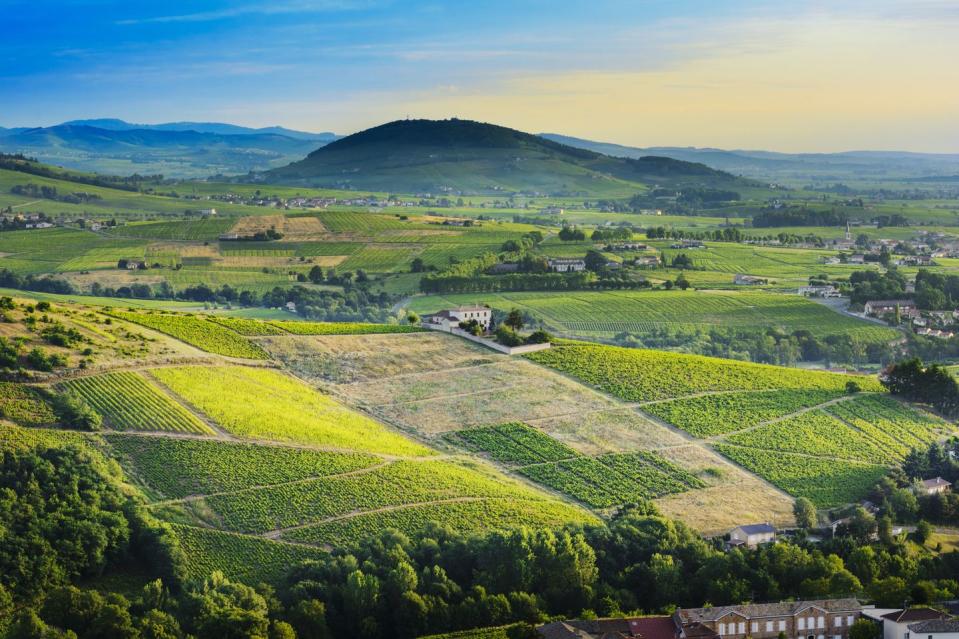 14) The rolling hills and vineyards of Beaujolais land