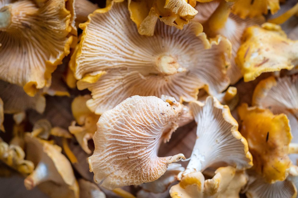 Overhead view of wild picked Chanterelle mushrooms showing vein detail.  Bamfield, British Columbia, Canada.