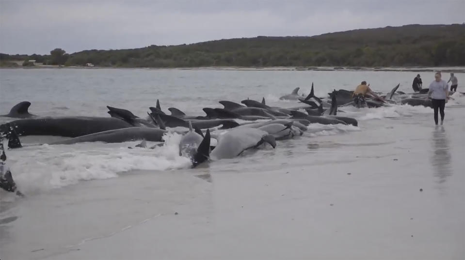 This image from a video, shows whales stranded on Cheynes Beach east of Albany, Australia Tuesday, July 25, 2023. Nearly 100 pilot whales stranded themselves on a beach in western Australia Tuesday, and about half had died by Wednesday morning, despite the efforts of wildlife experts and volunteers to save them. (Australian Broadcasting Corp. via AP)