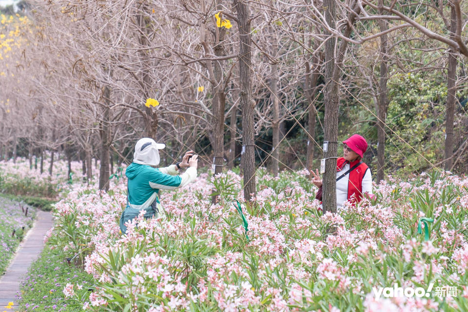 東涌路邊的粉紅夾竹桃縱放交織成一片延綿花道（攝／COY）