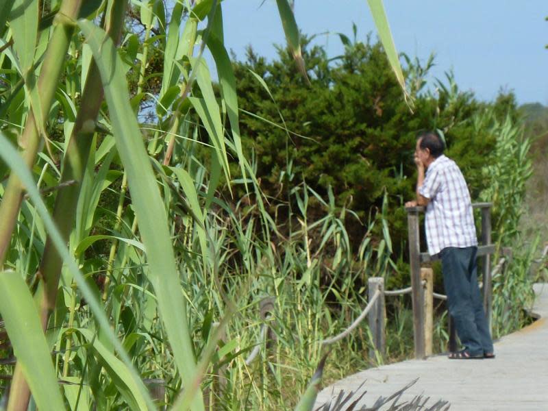 Auf Holzbohlenwegen kann man am Platja de Migjorn stundenlang an der Küste entlangspazieren. Foto: Stefan Weißenborn