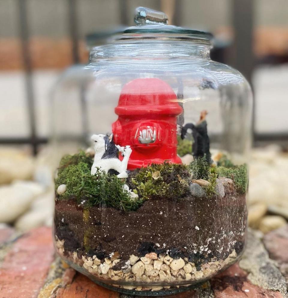 Plush Moon Terrarium Co. terrarium created by Kiana Jones. “I love finding people who are as passionate about terrariums as I am and they all look different,” said Jones.